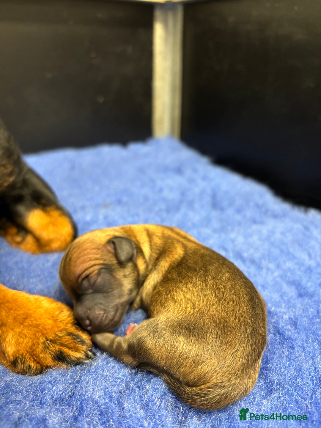 Jack Russell dogs for sale: Miniature Jack Russell’s  - Advert 5