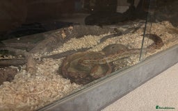Corn Snake reptiles for sale: Corn snake with vivarium  - Image 3