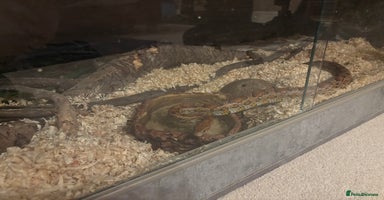 Corn Snake reptiles - Advert 4