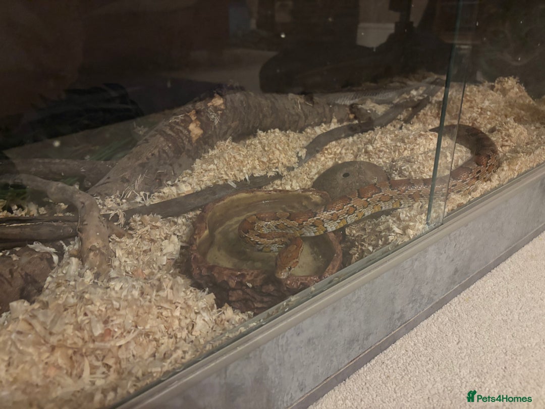 Corn Snake reptiles for sale: Corn snake with vivarium  - Image 3