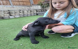Labrador Retriever dogs for sale: ONLY 2 LEFT. Beautiful Healthy Labrador Puppies - Image 26