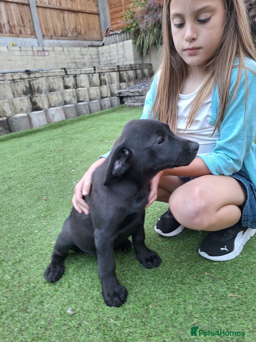 Labrador Retriever dogs for sale: ONLY 2 LEFT. Beautiful Healthy Labrador Puppies - Image 26