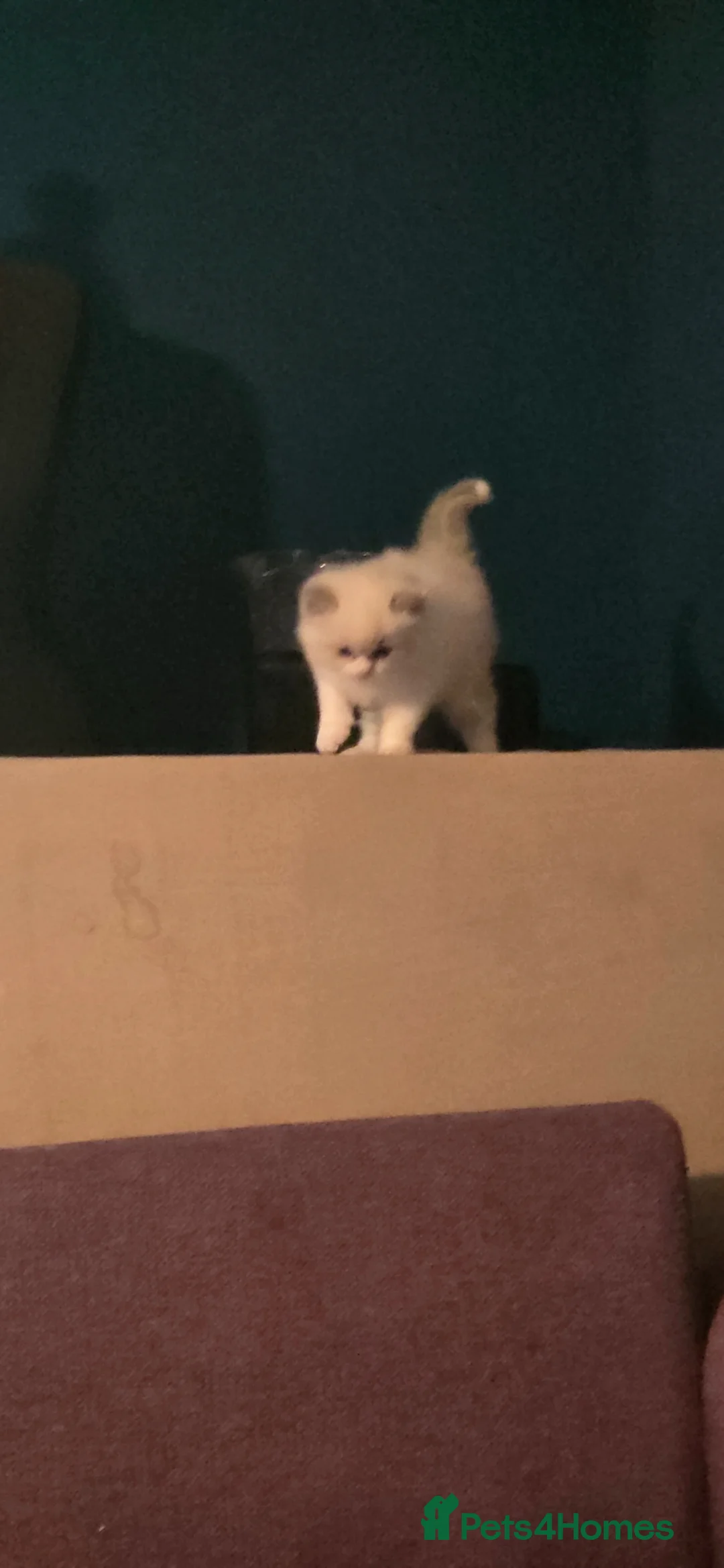 Ragdoll cats for sale: Beautiful Ragdoll girl - Advert 7