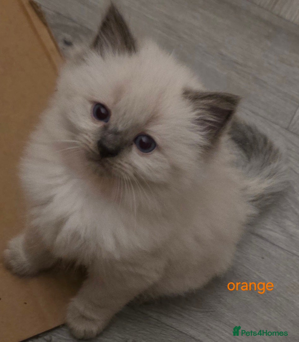 Ragdoll cats 1 beautiful male ragdoll kitten - Advert 1