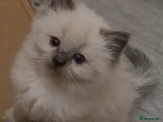 Ragdoll cats 1 beautiful male ragdoll kitten - Advert 1
