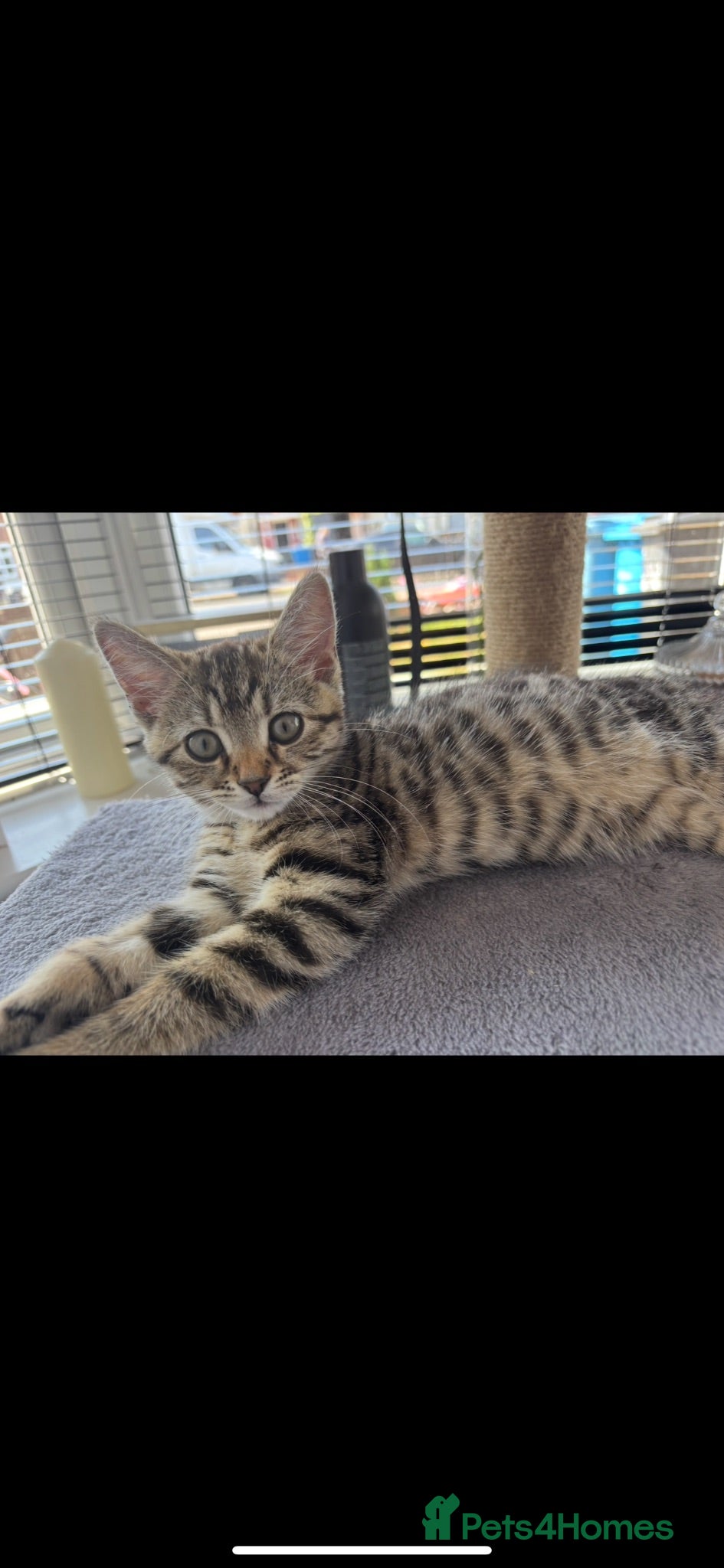 Mixed Breed cats Little tabby girl looking for her forever home.  - Advert 2