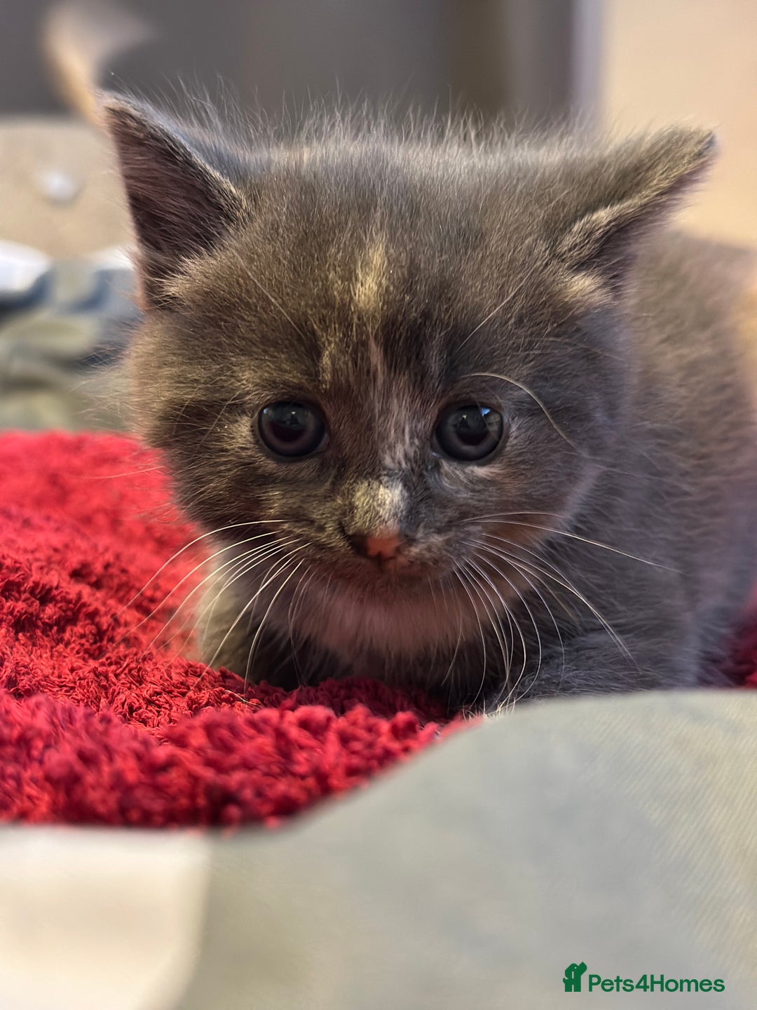 Mixed Breed cats for sale: Beautiful kittens  - Image 14
