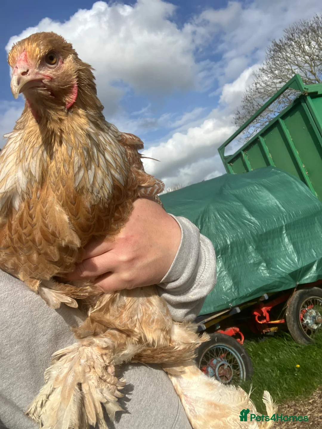 Chickens poultry for sale: Point of lay Brahma hens for sale  - Advert 2