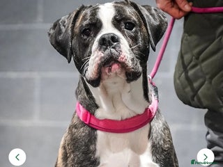 Cane Corso dogs Merle and brindle cane corso - Advert 3