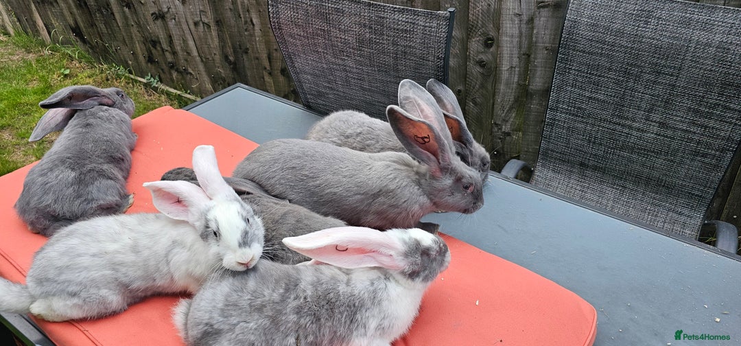 Continental Giant rabbits for sale: Merle colours  , rusian blue fur  - Image 24