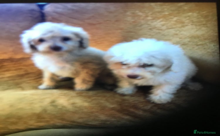 Cavapoo dogs - Advert 4