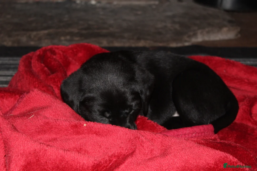 Labrador Retriever dogs for sale: 🔥 KC LABRADOR PUPPIES SILVER CHOCOLATE AND BLACK - Advert 29