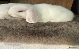 Mini Lop rabbits for sale: 3 mini lop rabbit girls available now - Image 2