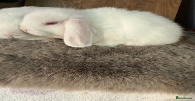 Mini Lop rabbits - Advert 15