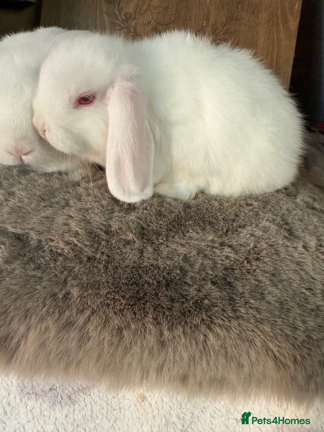 Mini Lop rabbits for sale: 3 mini lop rabbit girls available now - Image 2