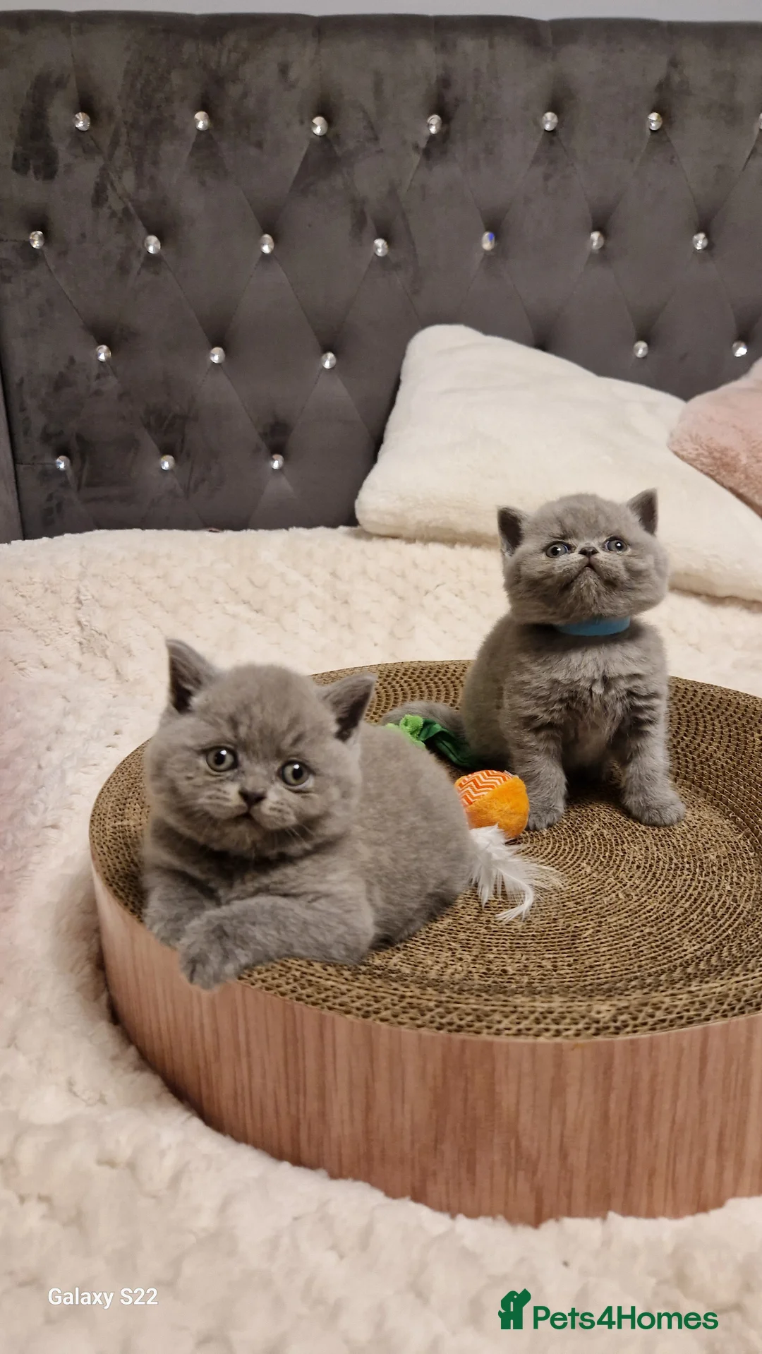 British Shorthair cats for sale: British shorthair kittens - Advert 8