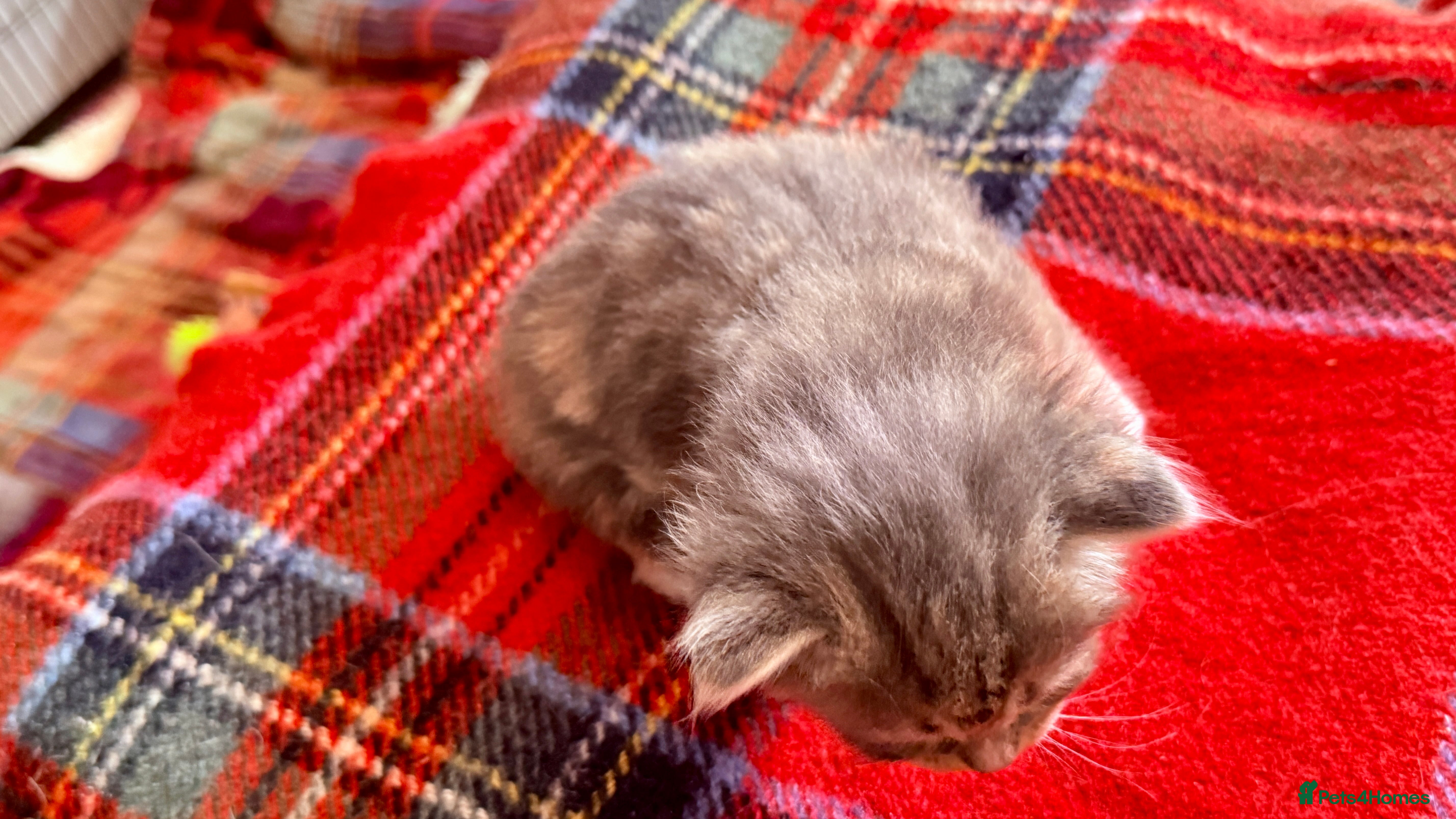 Ragcoon cats for sale: Gorgeous, fluffy litter of 6 RagCoon Kittens - Advert 5