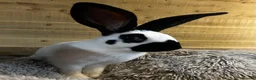 Continental Giant rabbits for sale: Giant Papillon Boy - Advert 4