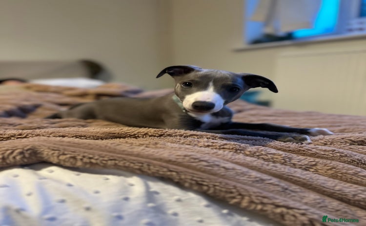 Whippet dogs - Advert 2