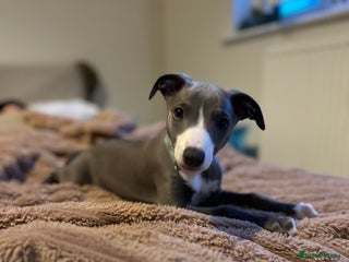 Whippet dogs - Advert 4