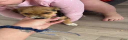 Mixed Breed dogs for sale:  Jack Russel cross chihuahua the last little boy - Advert 7