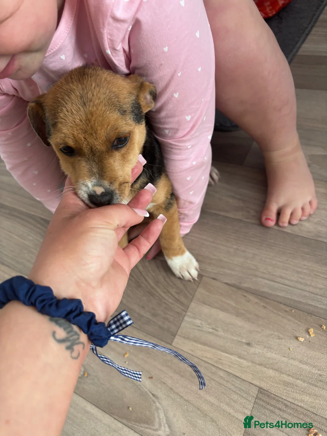 Mixed Breed dogs for sale:  Jack Russel cross chihuahua the last little boy - Advert 7