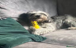 Cockapoo dogs for sale: 1 year old loving girl  - Image 1