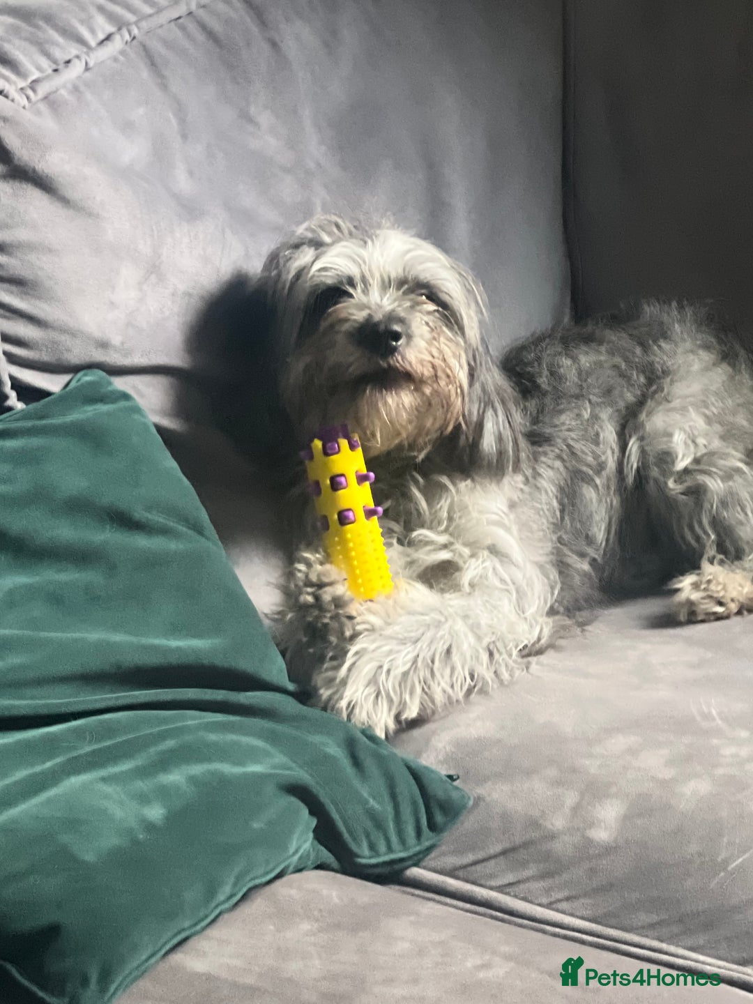 Cockapoo dogs for sale: 1 year old loving girl  - Image 1