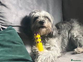 Cockapoo dogs - Advert 2