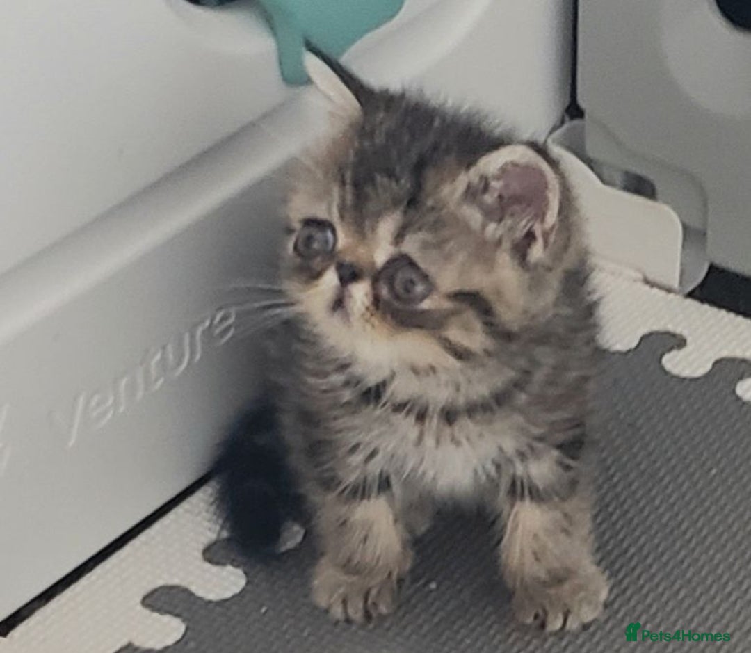 Exotic cats for sale: Stunning  Brown Classic tabby  little girll - Image 1