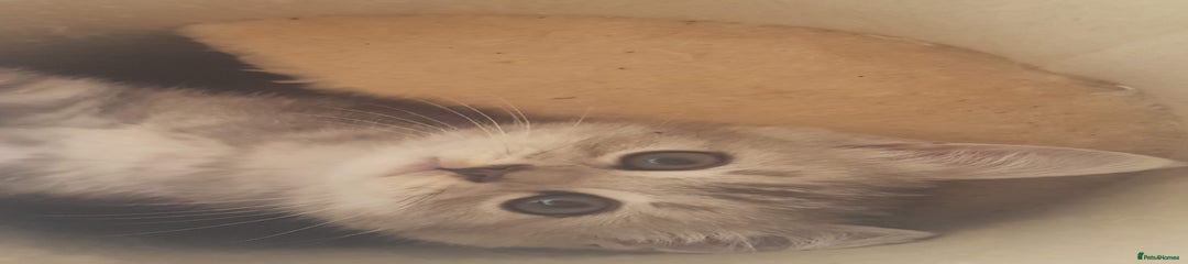 Persian Kitten 1 boy