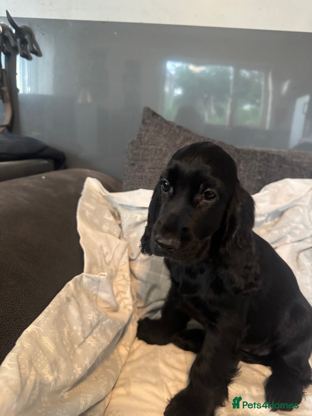 Cocker Spaniel dogs for sale: Cocker Spaniel Puppies - Image 10