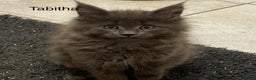 Maine Coon cats for sale: Maine coon GCCF registered  - Advert 4