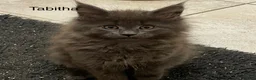 Maine Coon cats for sale: Maine coon GCCF registered  - Advert 4