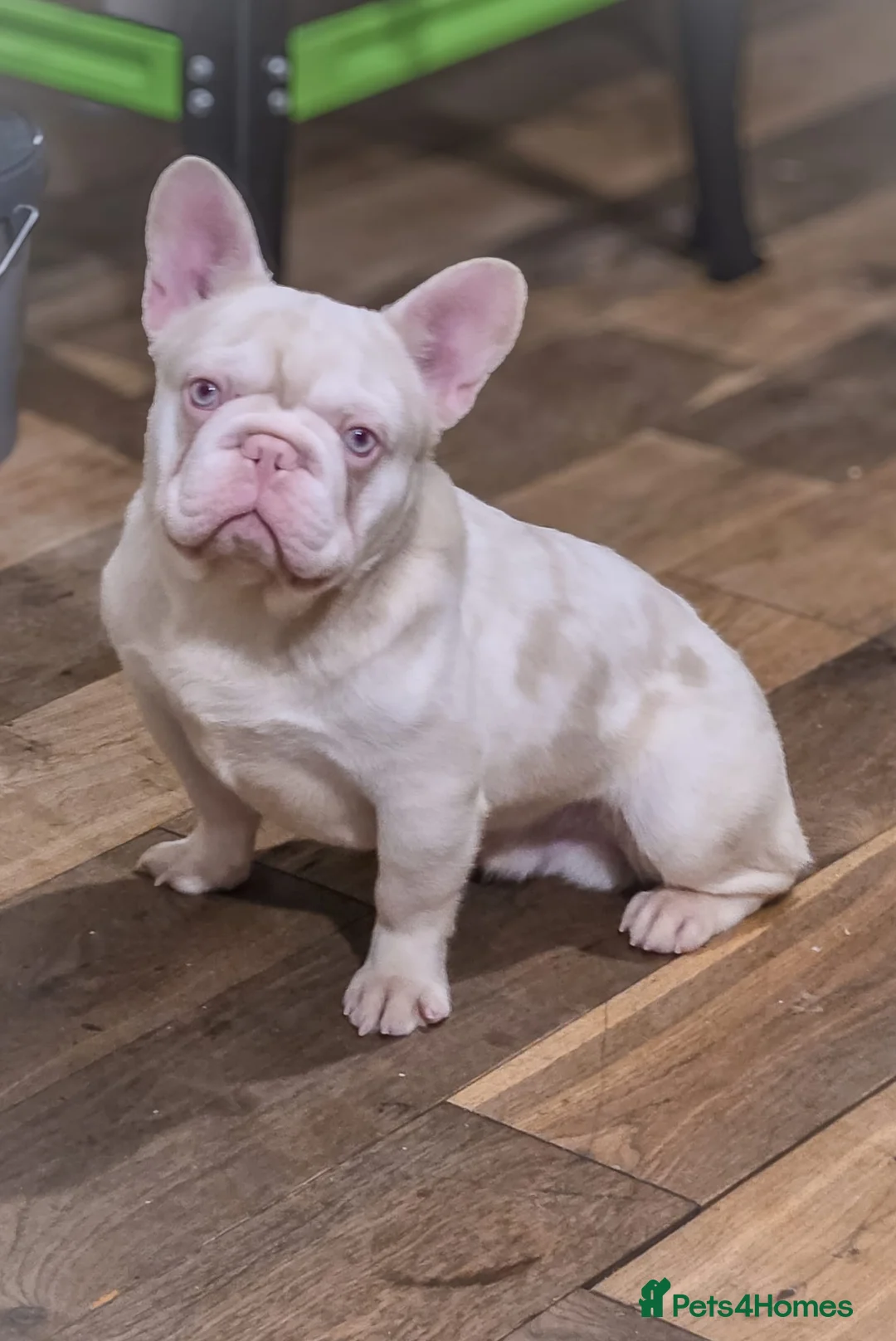 French Bulldog dogs for stud: 🚨 RARE DNA ALERT 🚨 - Advert 1