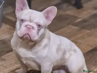 French Bulldog dogs for stud: 🚨 RARE DNA ALERT 🚨 - Advert 2