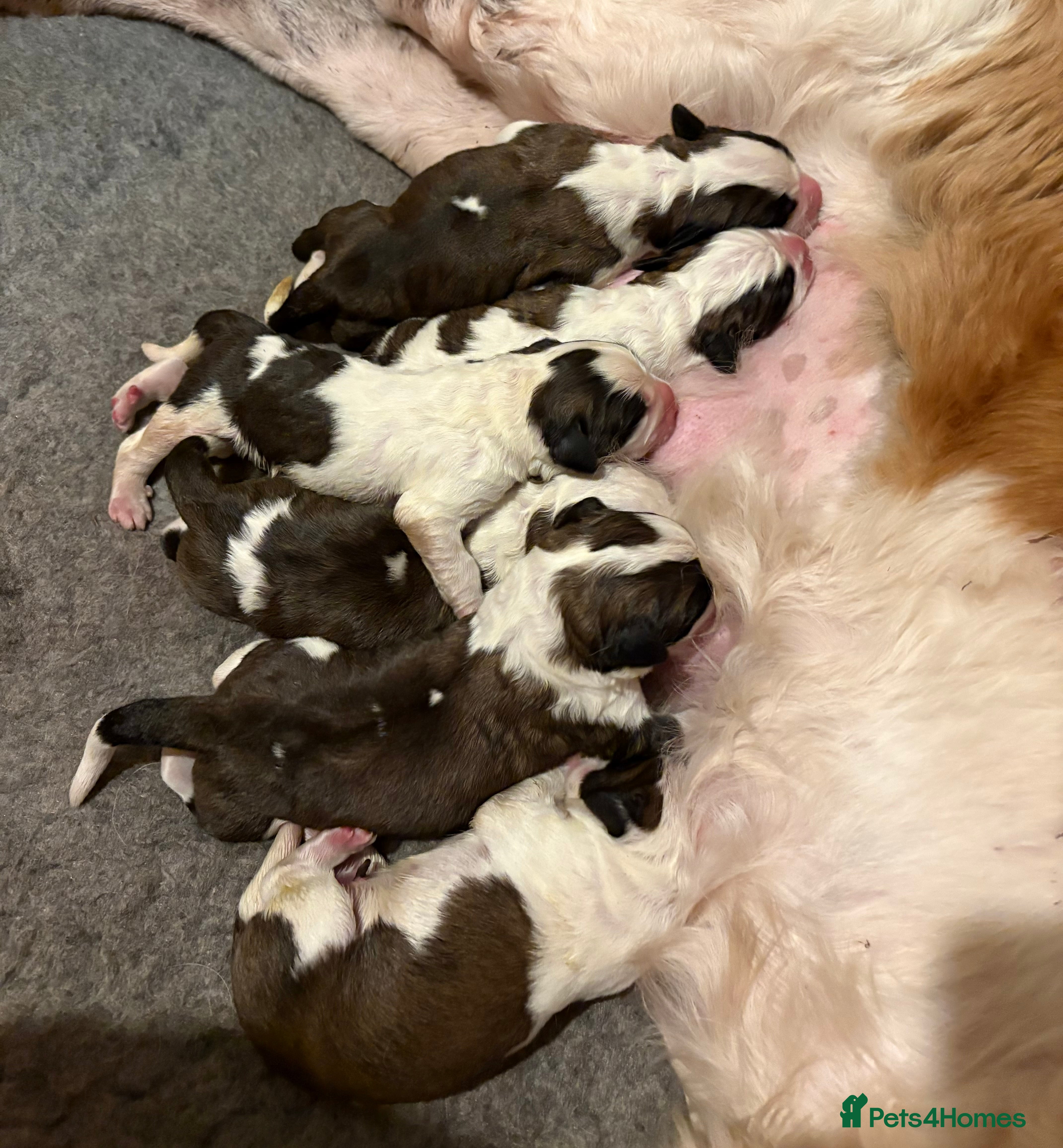 Saint Bernard dogs Litter of Saint Bernard puppies - Advert 1