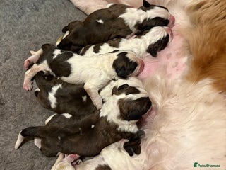 Saint Bernard dogs Litter of Saint Bernard puppies - Advert 8