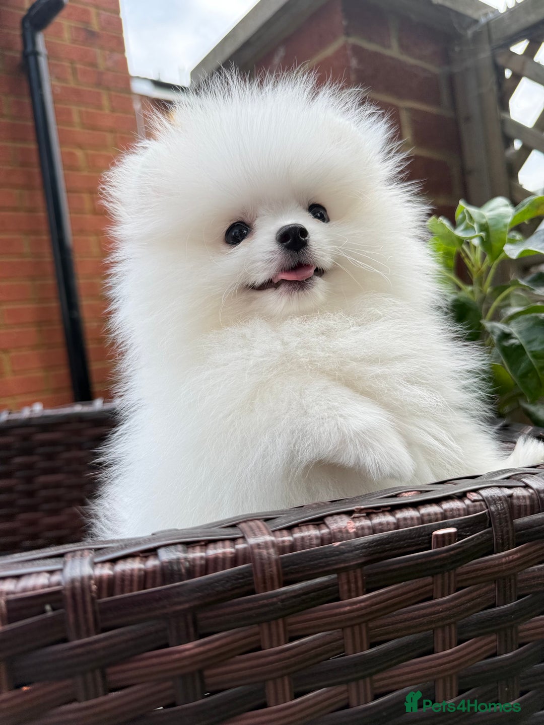 Pomeranian dogs for sale: Pom bears looking for loving homes❤️ - Image 36