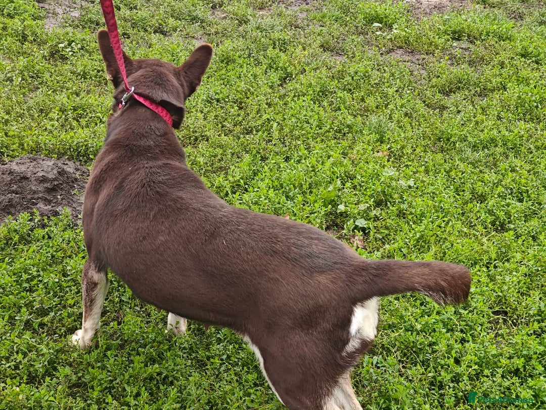 Mixed Breed dogs for adoption: ❤️Azara❤️: 3-year-old small-to-low-medium girl  - Advert 16