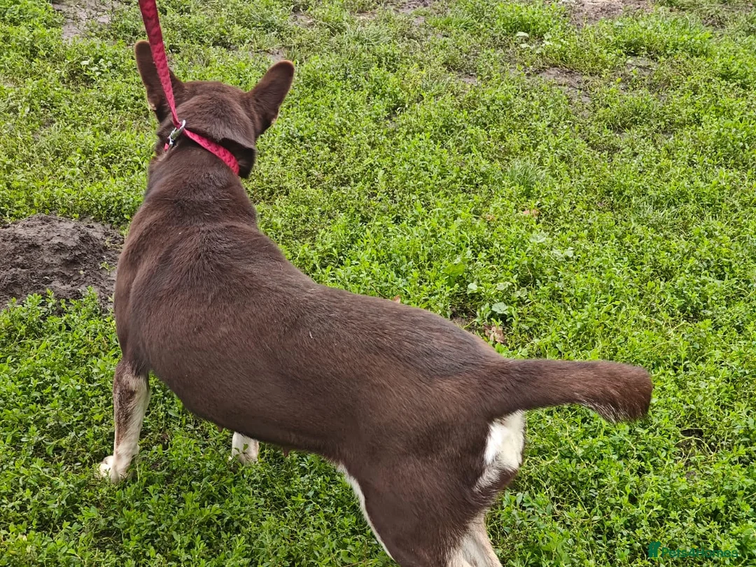 Mixed Breed dogs for adoption: ❤️Azara❤️: 3-year-old small-to-low-medium girl  - Advert 16