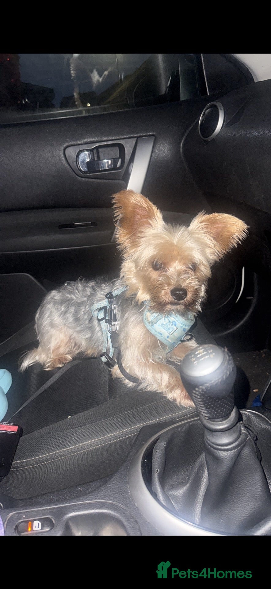Yorkshire Terrier dogs Yorkshire terrier for stud - Advert 1