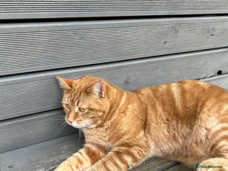 Mixed Breed cats 2 year old female ginger cat - Advert 1