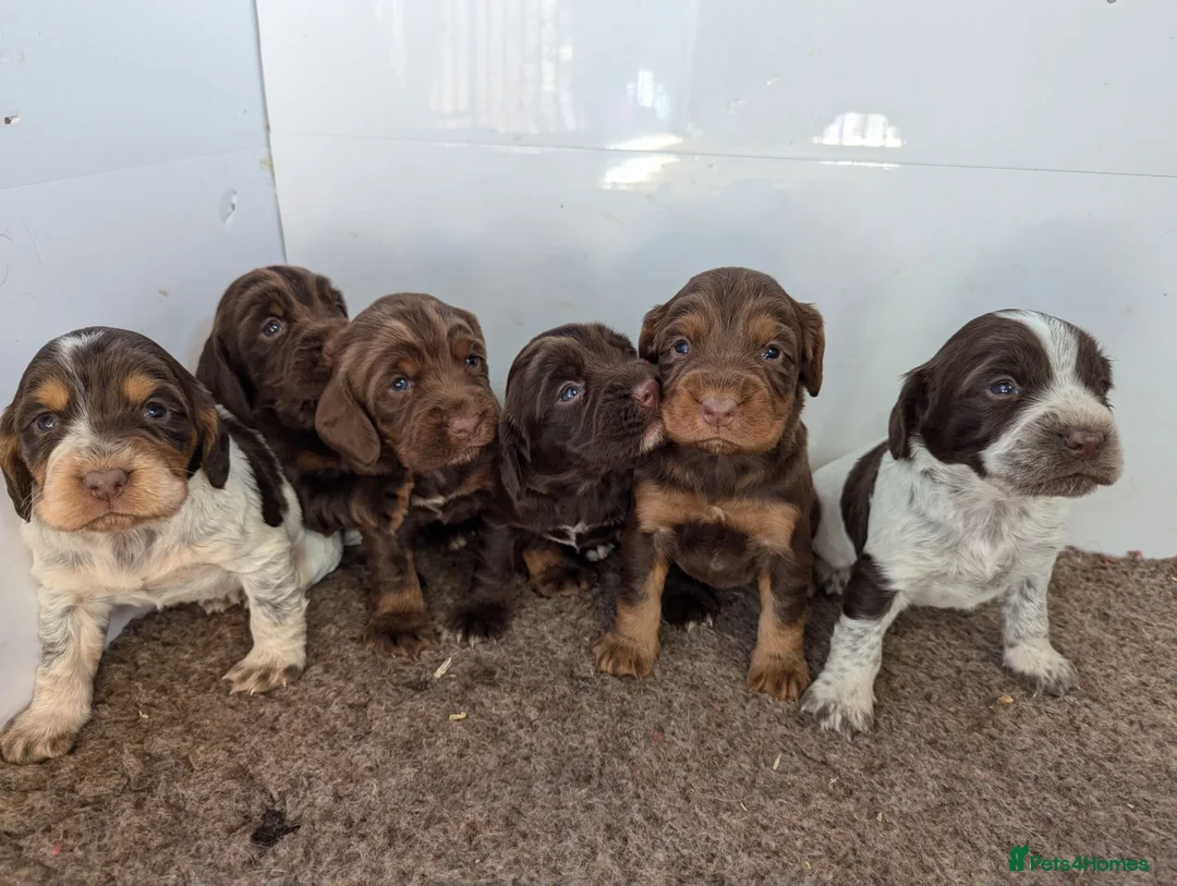 Cocker Spaniel dogs for stud: Kc registered proven stud  in Bristol - Advert 11