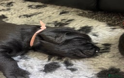 Labrador Retriever dogs for sale: Stunning litter of chunky black Labradors - Advert 22