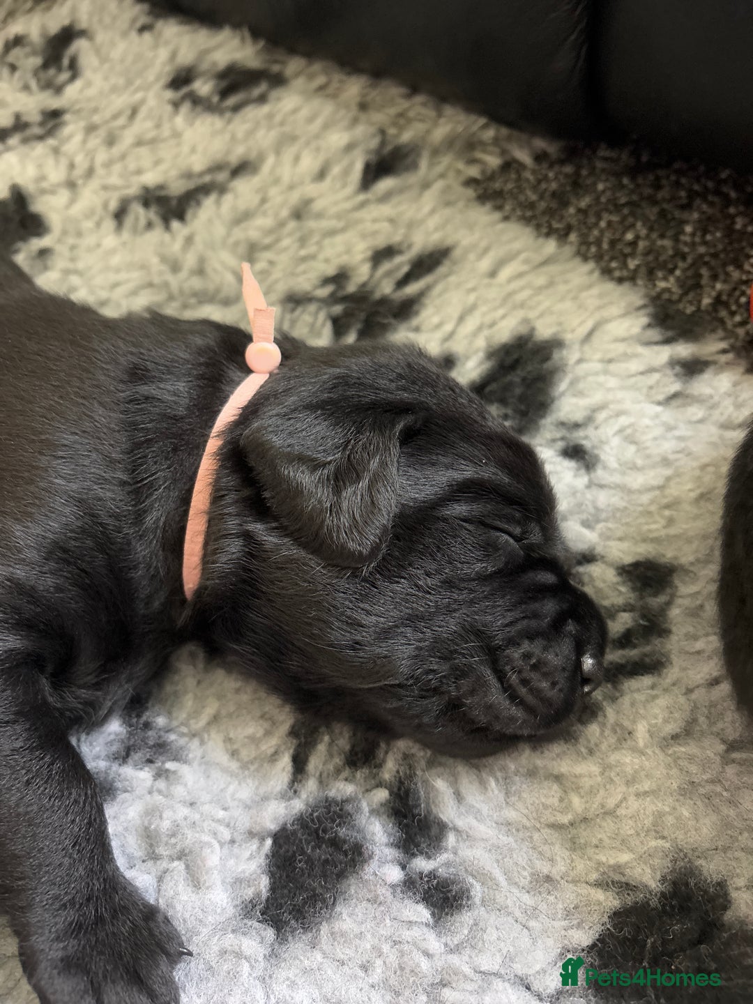 Labrador Retriever dogs for sale: Stunning litter of chunky black Labradors - Advert 22