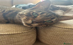 Mixed Breed cats for sale: Betsy needs re homing  - Image 2