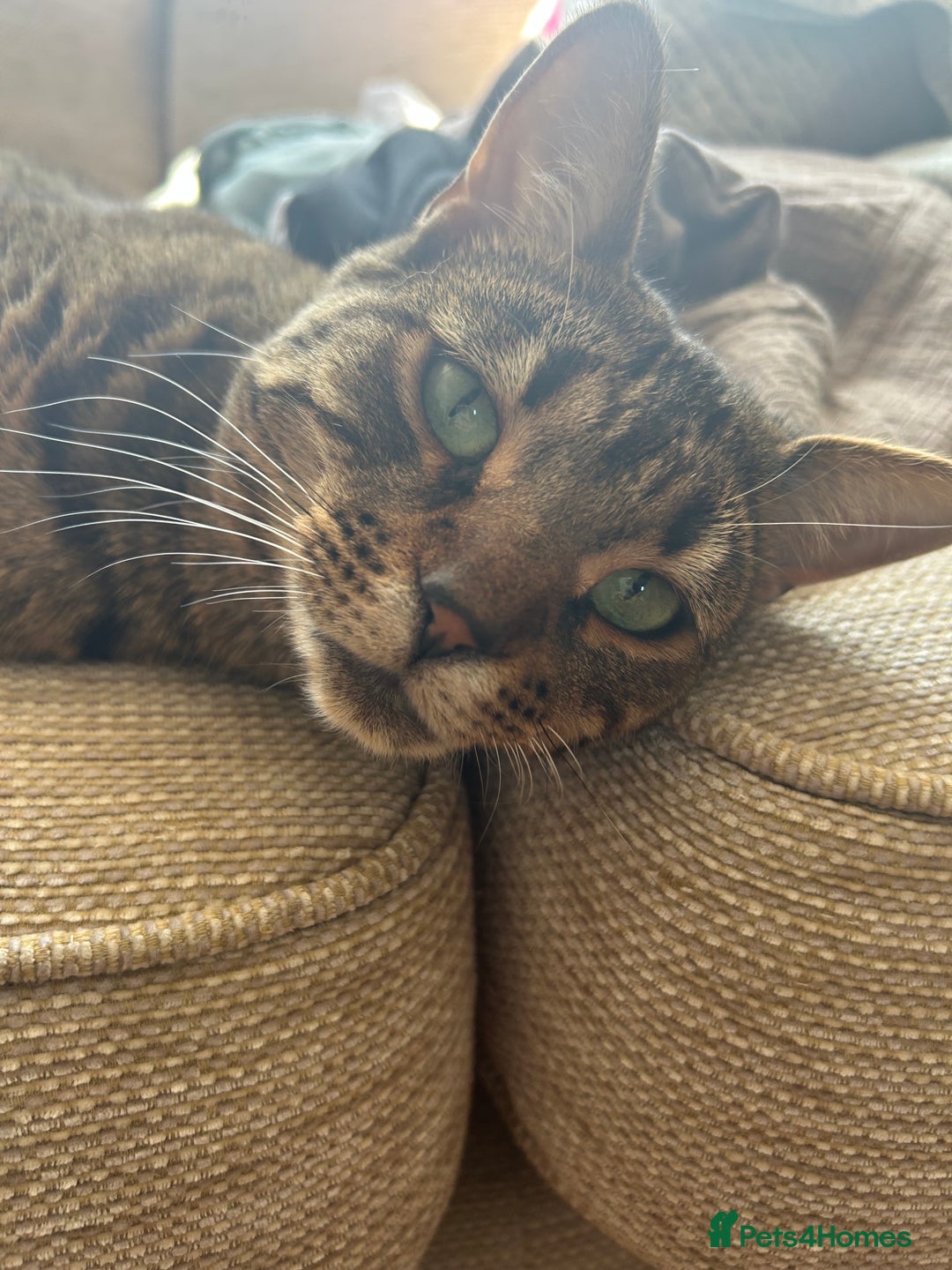 Mixed Breed cats for sale: Betsy needs re homing  - Image 2