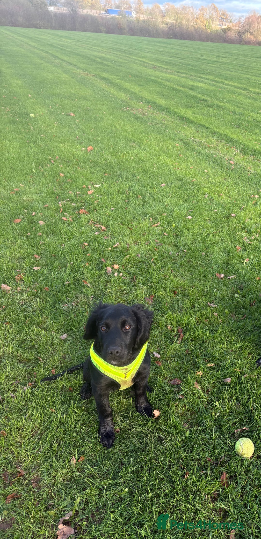 Mixed Breed dogs for sale: Beautiful bear for sale  - Advert 3