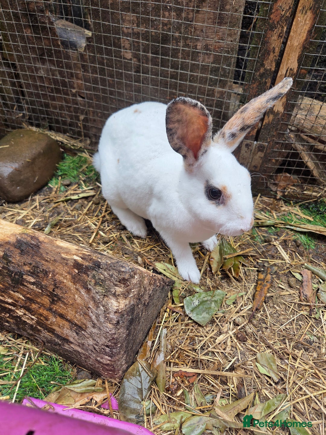 Rex rabbits for sale: 🐰 Beautiful mini rex babies 🐰 - Image 14